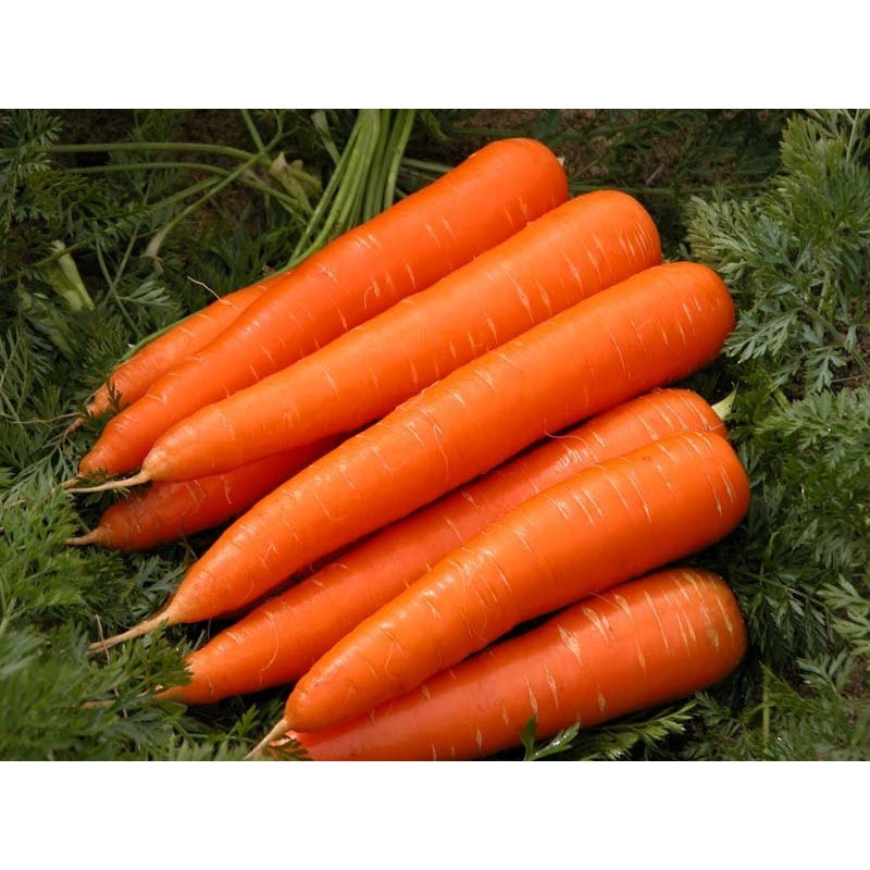 Organic Carrots Whole 1kg