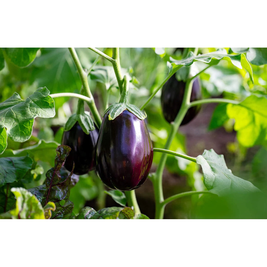 Organic Brinjals | Eggplant 500g