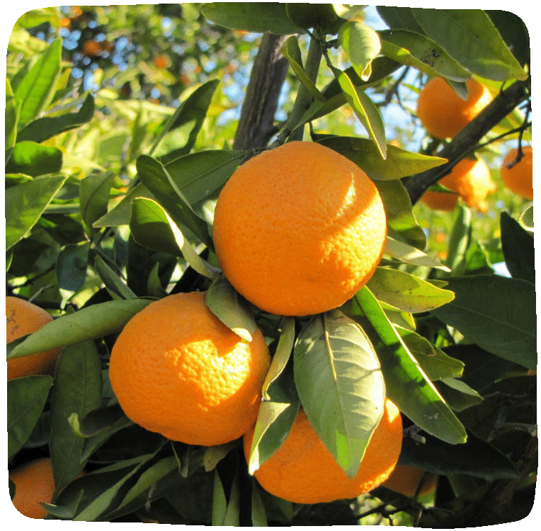 Organic Oranges 1KG