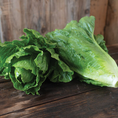 Organic Cos Lettuce Head