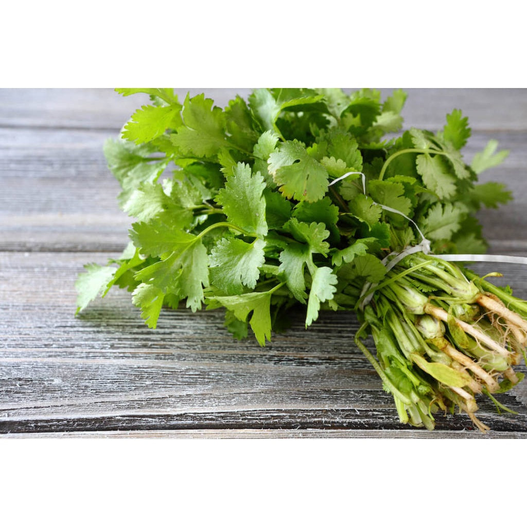Organic Coriander 30g