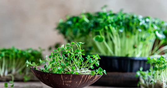 Organic Microgreens 30g