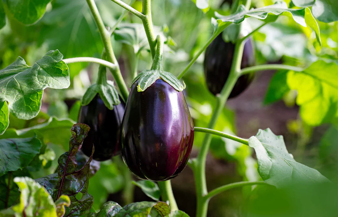 Organic Brinjals | Eggplant 500g