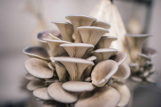 Organic Oyster Mushroom 200g