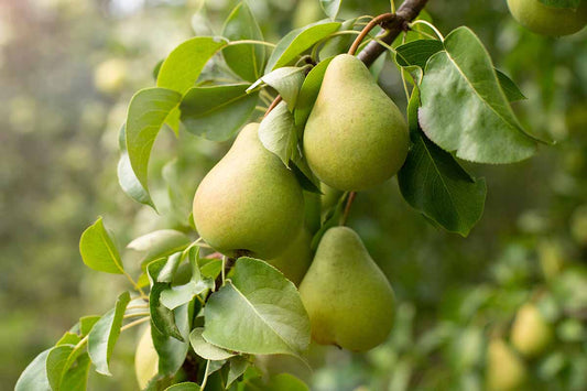 Organic Pears 1kg