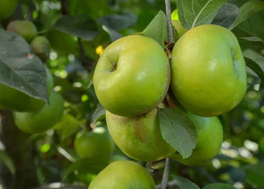 Organic Apples Green 1kg