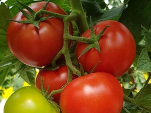 Organic Tomatoes Big 1kg