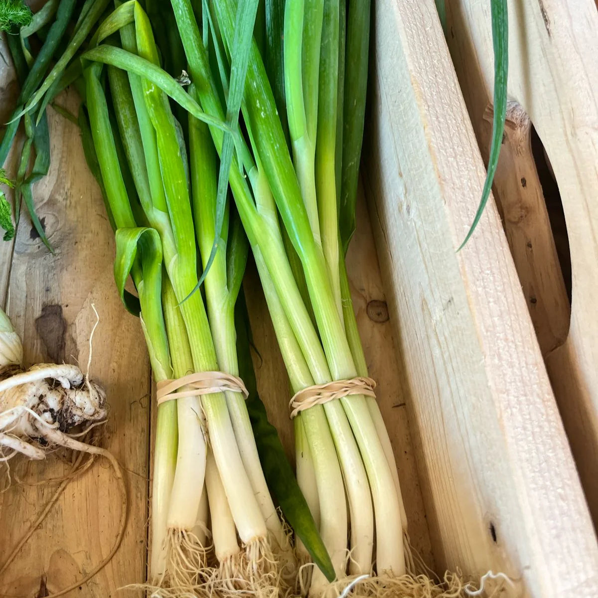 Organic Spring Onion 125g