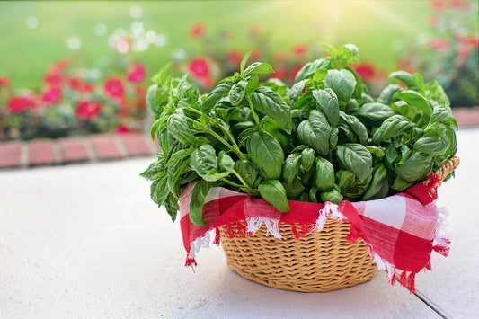 Organic Sweet Basil 30g