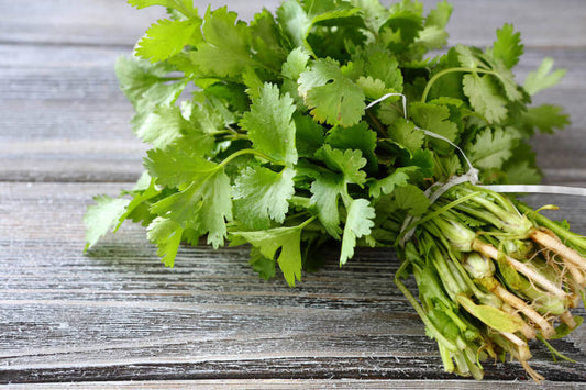 Organic Coriander 30g