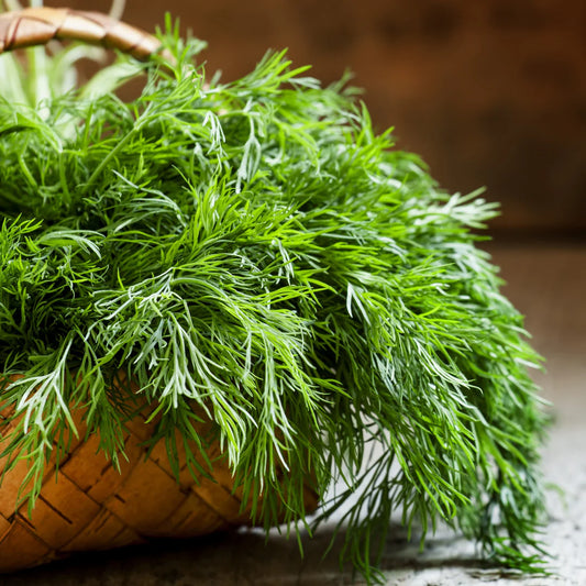 Organic Dill 30g