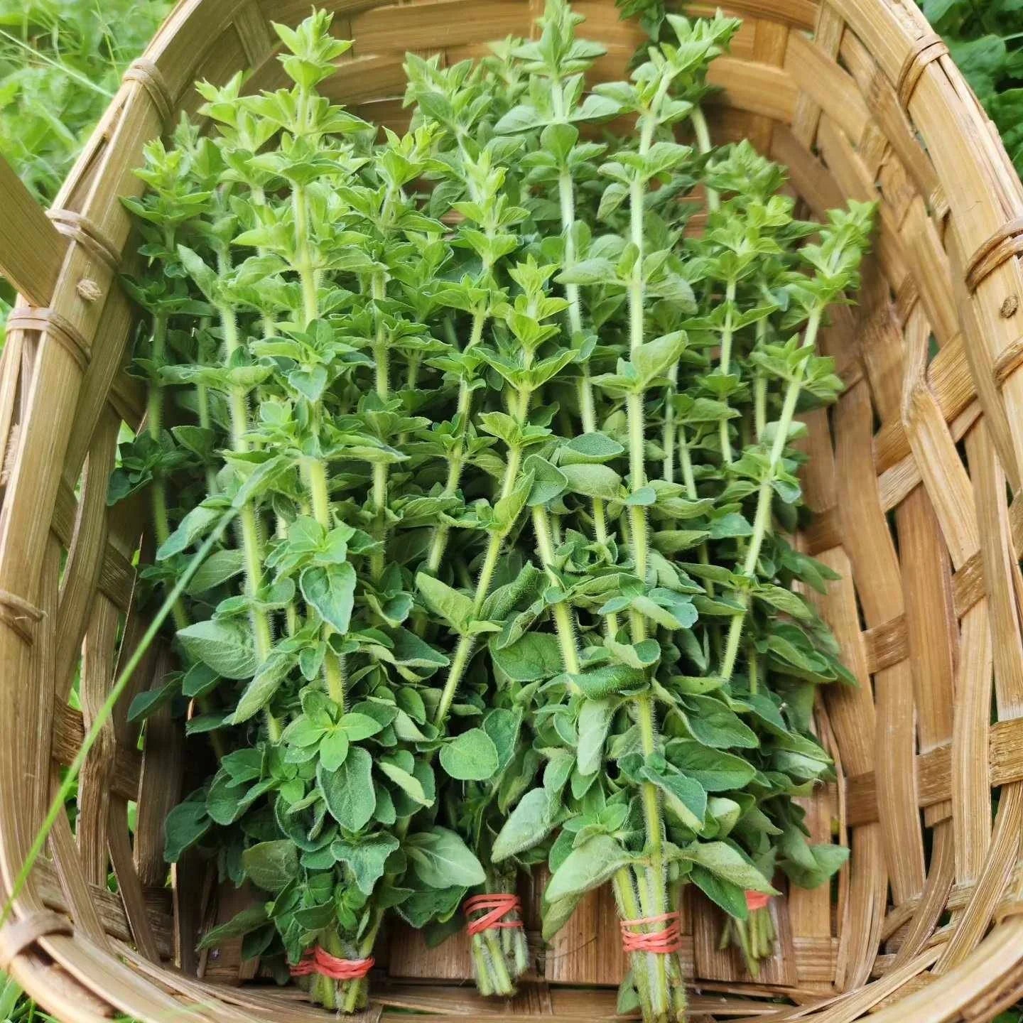 Organic Oregano 30g