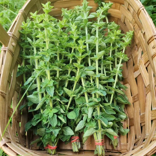 Organic Oregano 30g